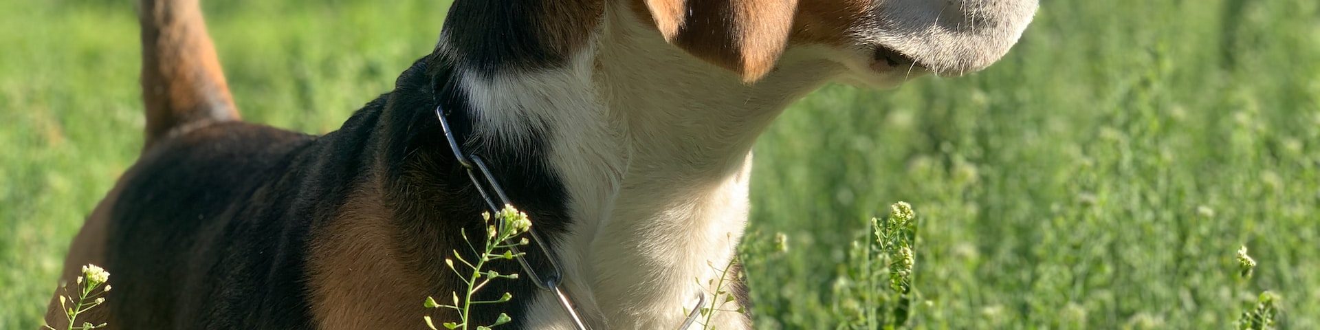 Rasa de câini Beagle