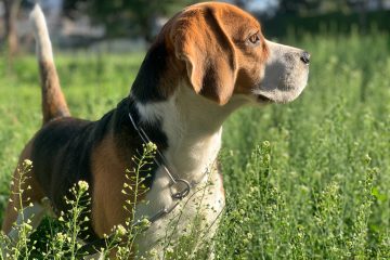 Rasa de câini Beagle