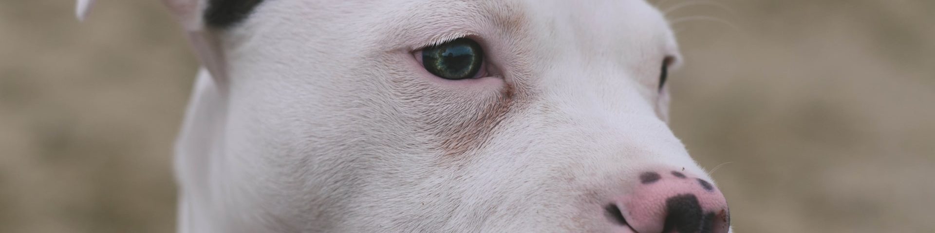 Rasă de câini American Pit Bull Terierr, un animal de companie cu multă personalitate
