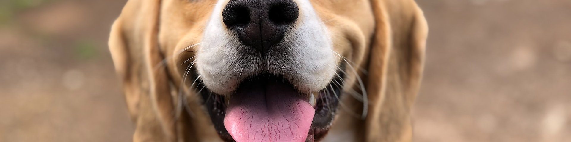 De ce are câinele nasul uscat?