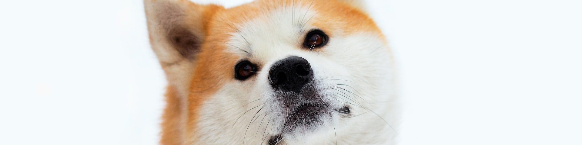 Rasa de câini Akita Inu: Informații, comportament, scurtă istorie