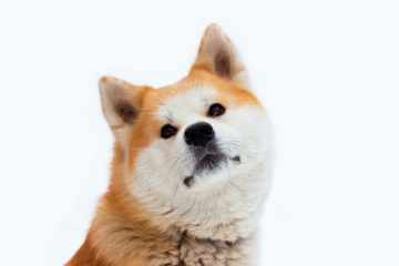 Rasa de câini Akita Inu: Informații, comportament, scurtă istorie