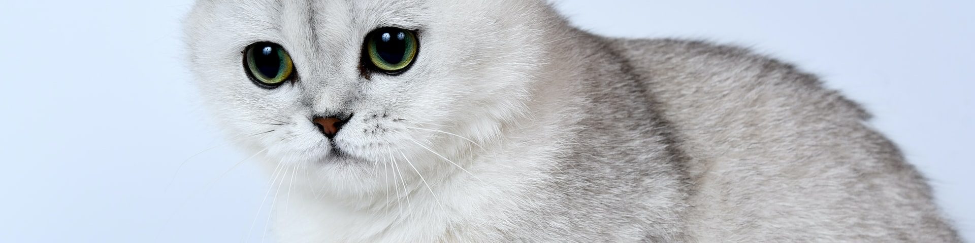 Rasa de pisici Scottish Fold - informații generale