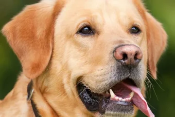 Labrador Retriever - Un companion activ și devotat