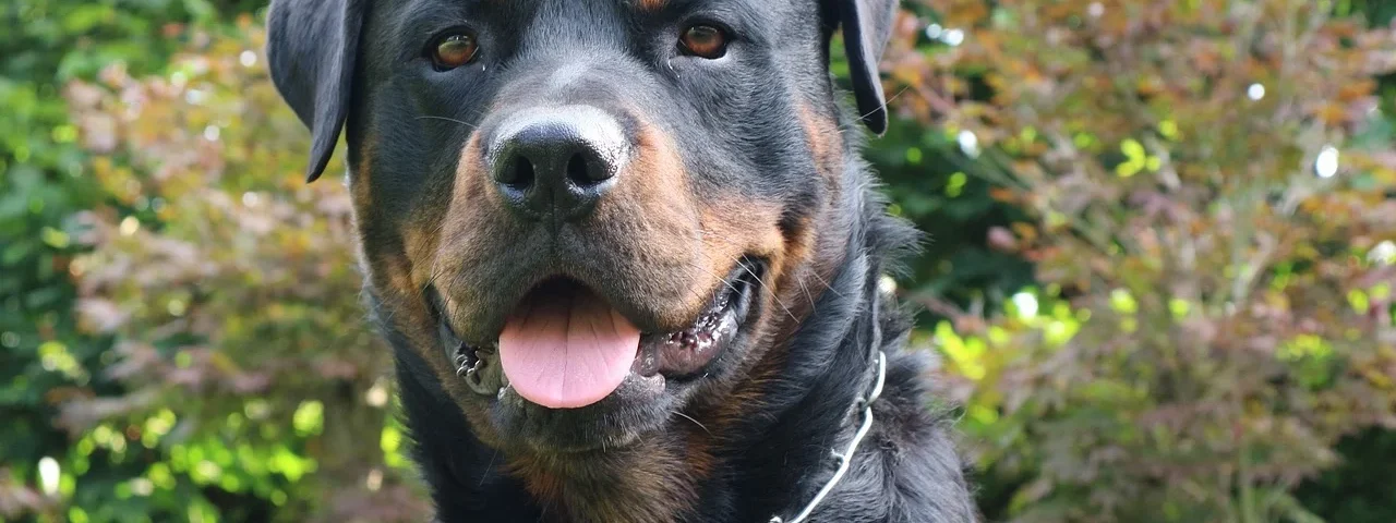 Rottweiler_ Rasa de câini ce își îndeplinește sarcinile cu dedicare