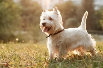 Totul despre rasa de câini West Highland White Terrier (WESTIE)