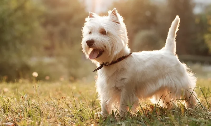 Totul despre rasa de câini West Highland White Terrier (WESTIE)