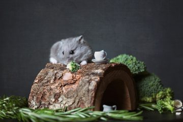 Sfaturi pentru îngrijirea unui hamster fericit și sănătos