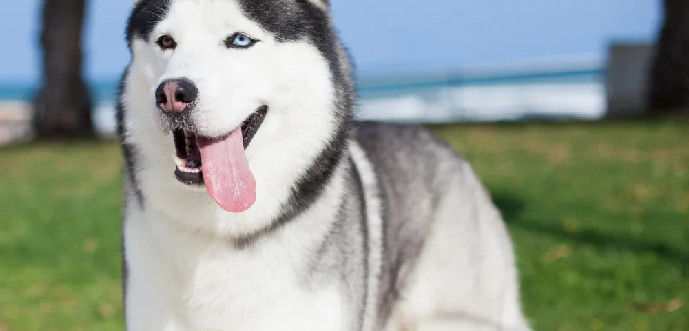 Principalele trăsături ale rasei de câini Husky Siberian