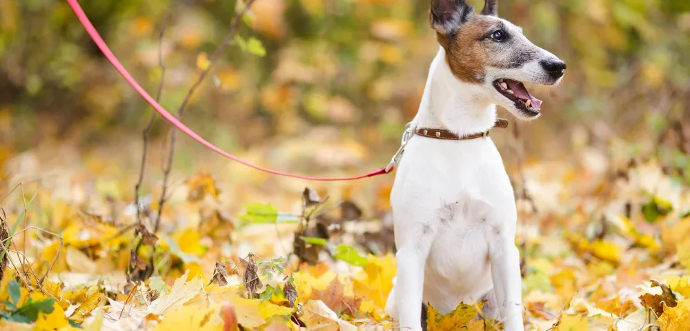 Totul despre rasa de câini Jack Russel Terrier