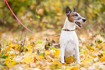 Totul despre rasa de câini Jack Russel Terrier