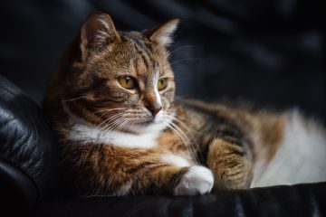 Ghid complet pentru îngrijirea pisicii: Tot ce trebuie să știi