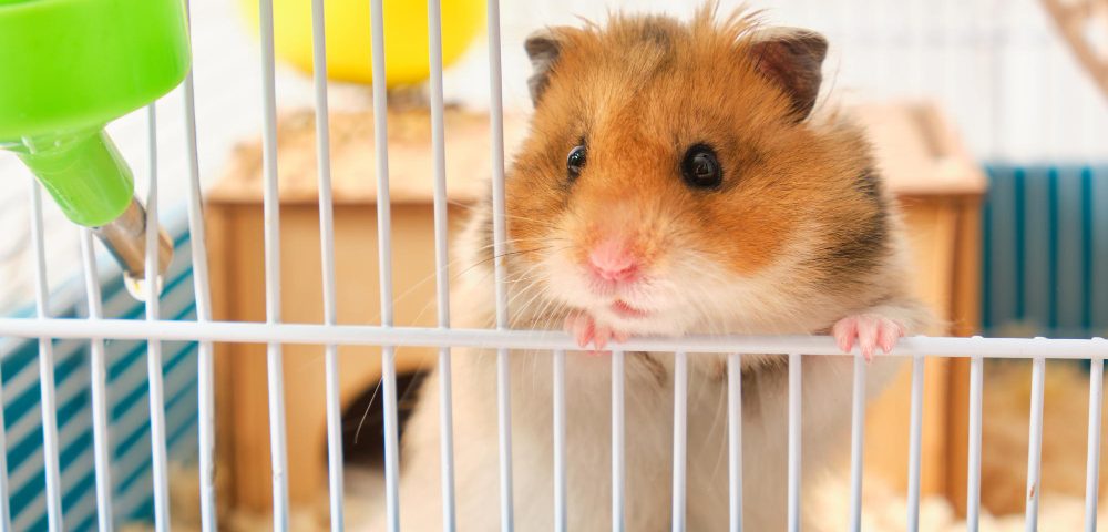 Cum trebuie să îngrijești un hamster