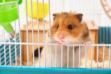 Cum trebuie să îngrijești un hamster