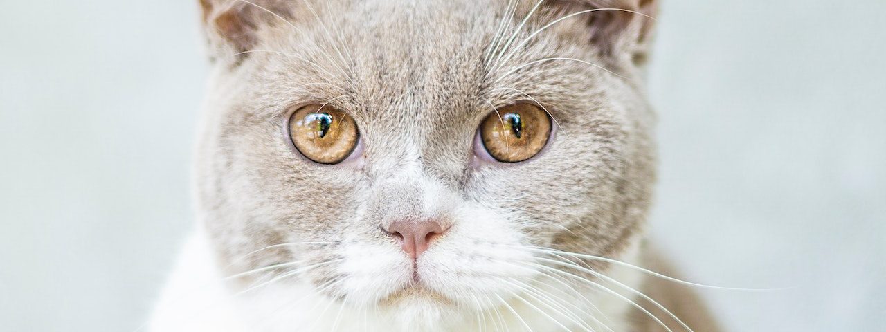 cele mai inteligente și cuminți rase de pisici