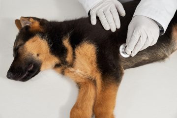 Ce este parvoviroza la câini și cum se tratează