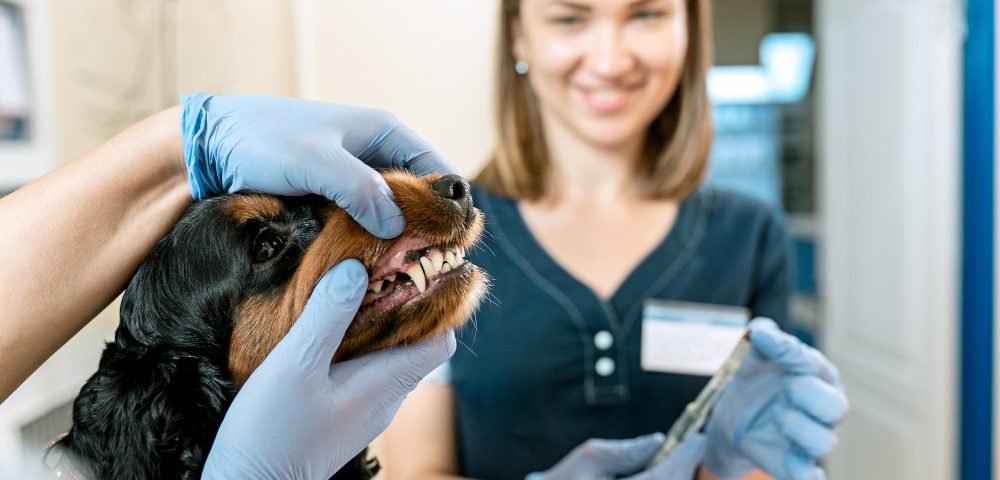 Principalele probleme dentare ale animalelor de companie