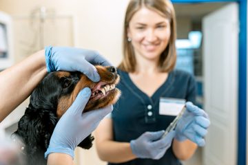 Principalele probleme dentare ale animalelor de companie