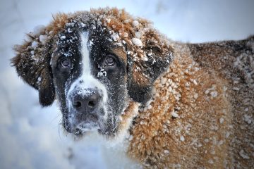Cum să faci față sezonului rece cu animalele tale de companie