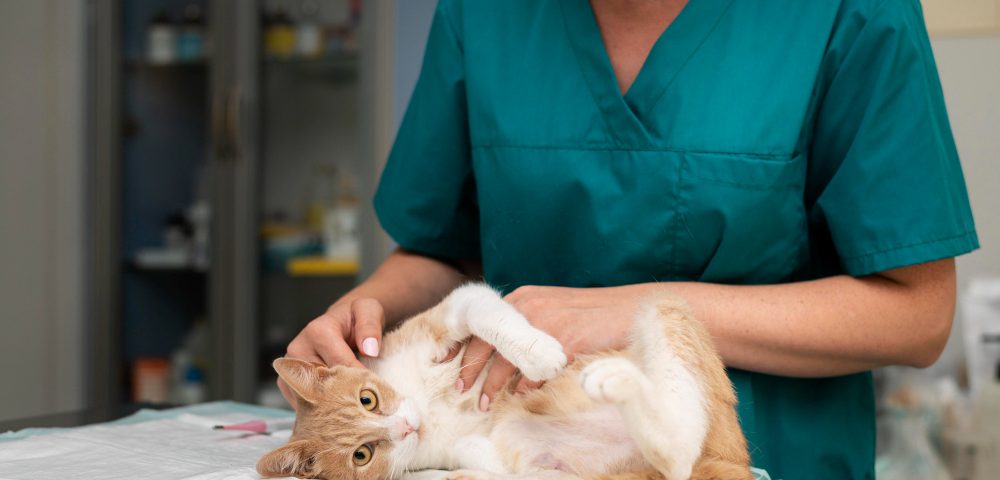 sterilizarea pisicii