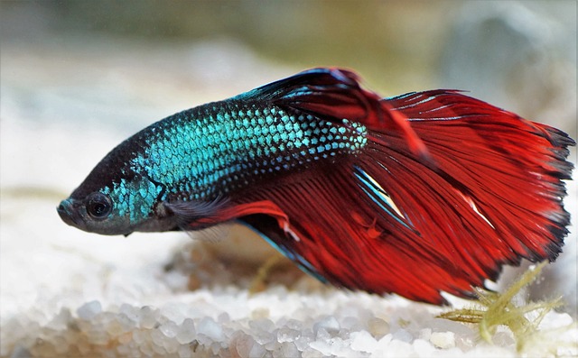 Betta splendens