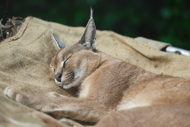 Caracal (Râs african)