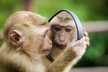 Explorând fascinanta lume a maimuțelor: Diversitate, comportament și habitat