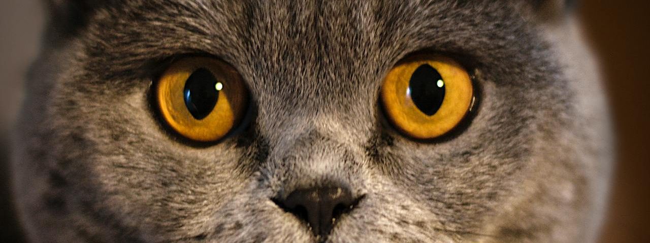Tot ce trebuie să știi despre pisica British Shorthair: Istorie, caracteristici și îngrijire