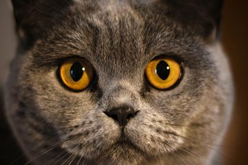 Tot ce trebuie să știi despre pisica British Shorthair: Istorie, caracteristici și îngrijire