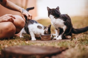 Hrana de Top pentru Pisici