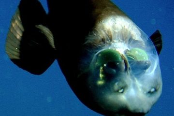 Peștele cu capul transparent