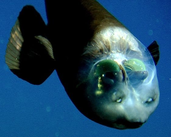 Peștele cu capul transparent