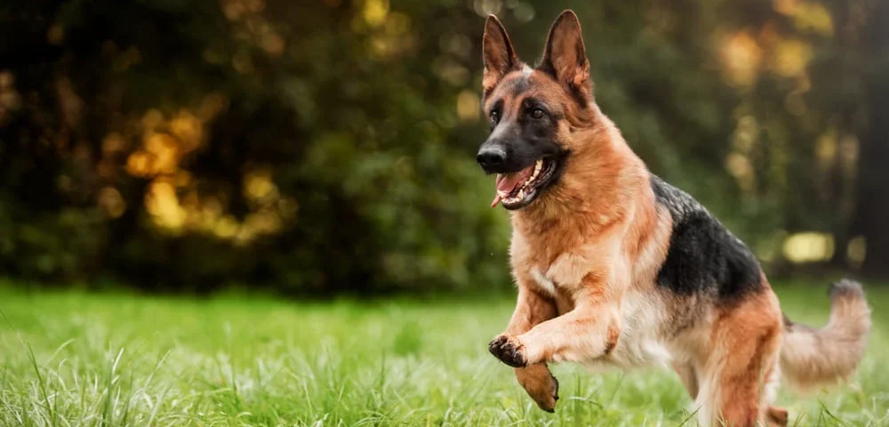 Ciobănescul german: Câinele ideal pentru aventuri și protecție