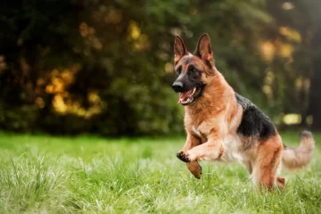 Ciobănescul german: Câinele ideal pentru aventuri și protecție