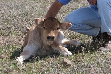 antibioticelor veterinare