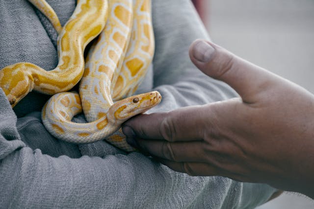 Atracția pentru reptile