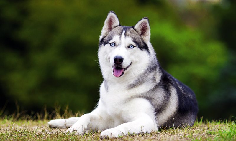 Husky