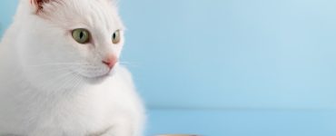 alimentația animalelor de companie