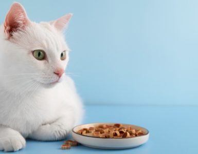 alimentația animalelor de companie