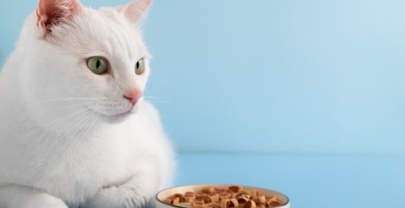 alimentația animalelor de companie