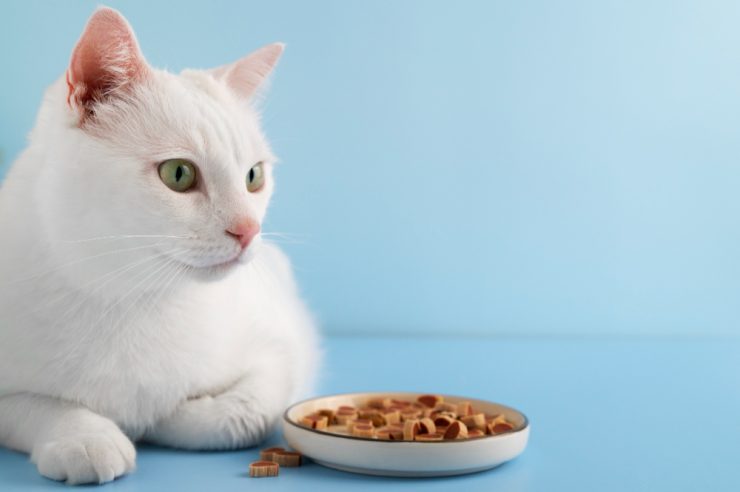 alimentația animalelor de companie