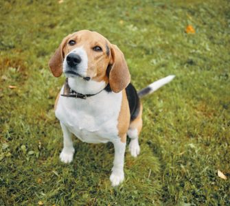 rasa Beagle
