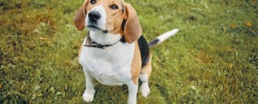 rasa Beagle