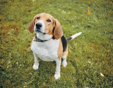rasa Beagle