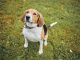 rasa Beagle