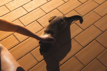 Cum să-ți dresezi pisica