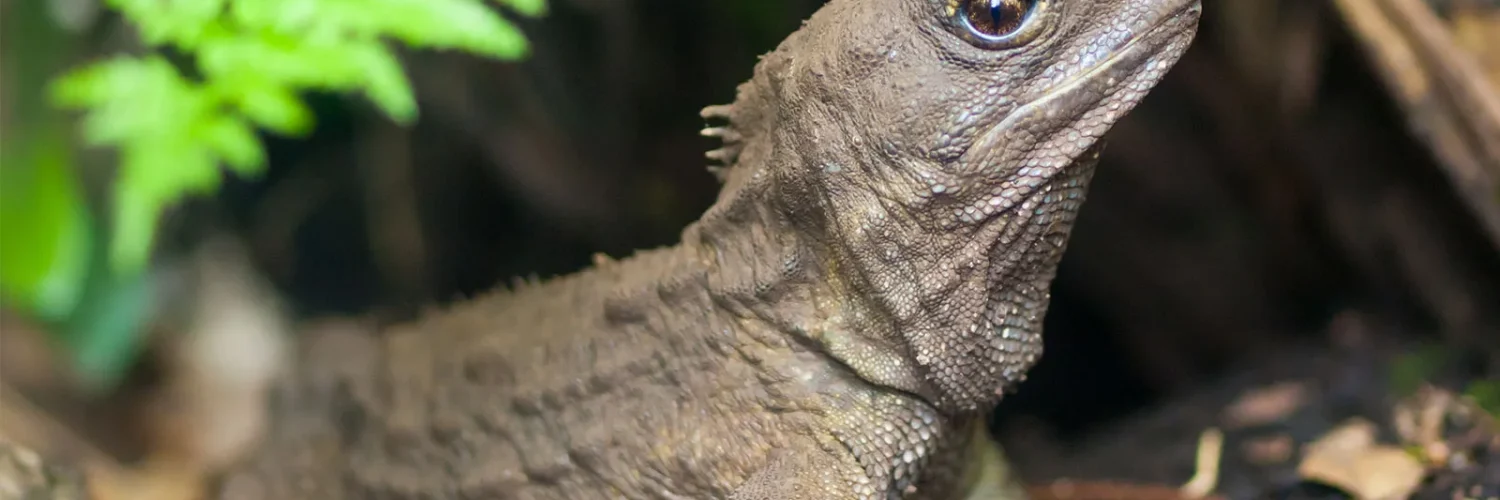 tuatara