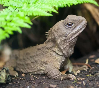 tuatara