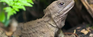 tuatara