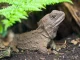 tuatara